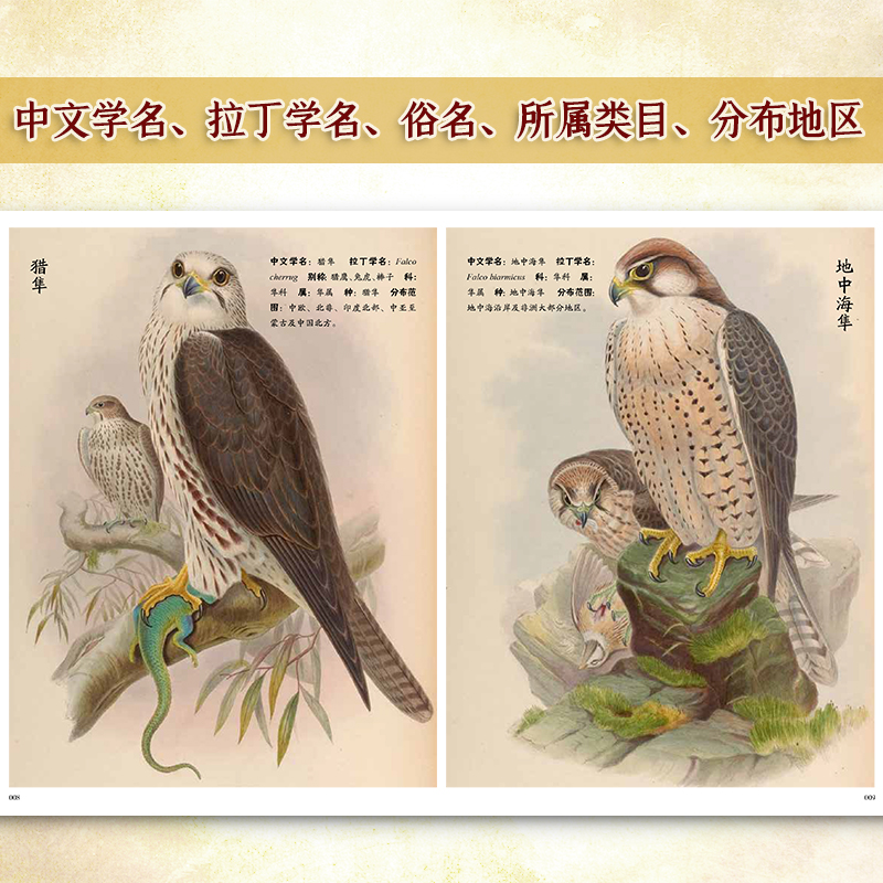 【亞洲鳥類圖鑒】（精裝版）