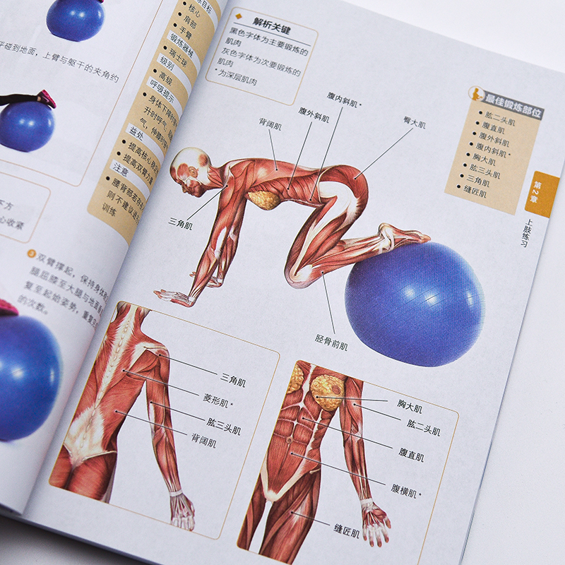 肌肉訓練百科全書+功能性訓練原理與經典動作解剖圖譜（全兩冊）