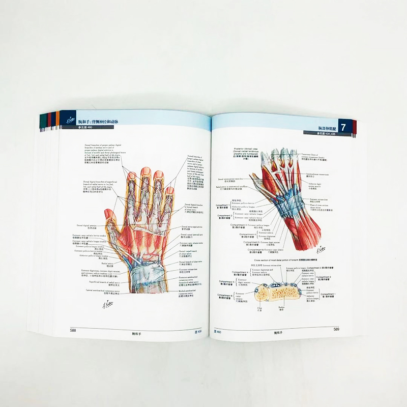 【正版】奈特人體解剖學彩色圖譜（第7版）