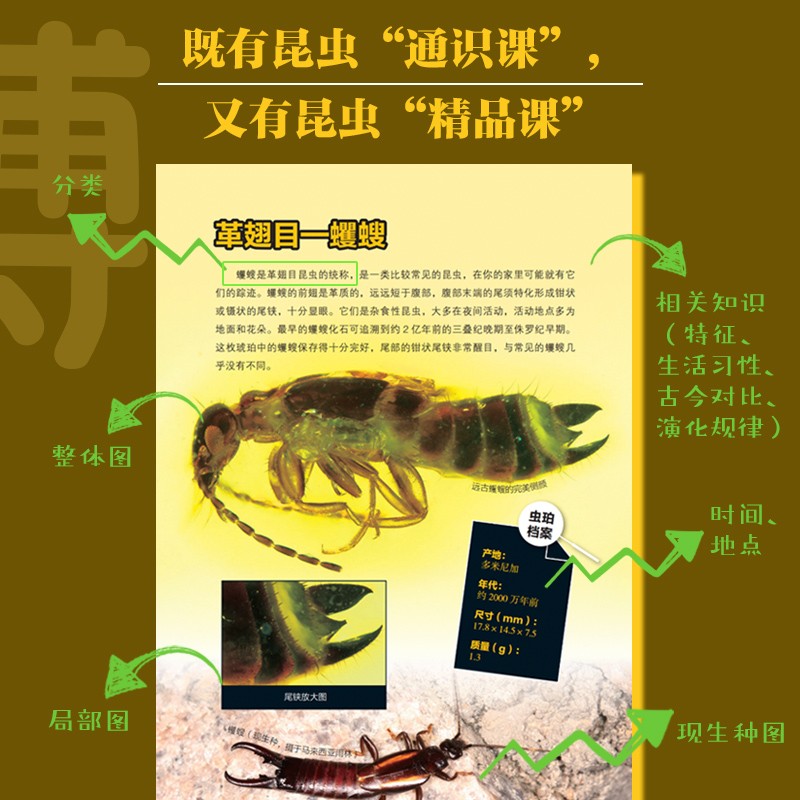 昆蟲歷史博物館+不可思議的昆蟲大書（全兩冊）