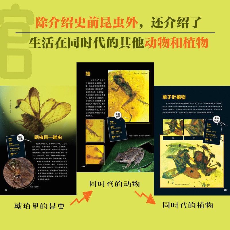 昆蟲歷史博物館+不可思議的昆蟲大書（全兩冊）