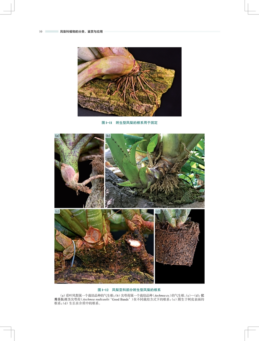 1743565819311190.jpg 详情10.jpg